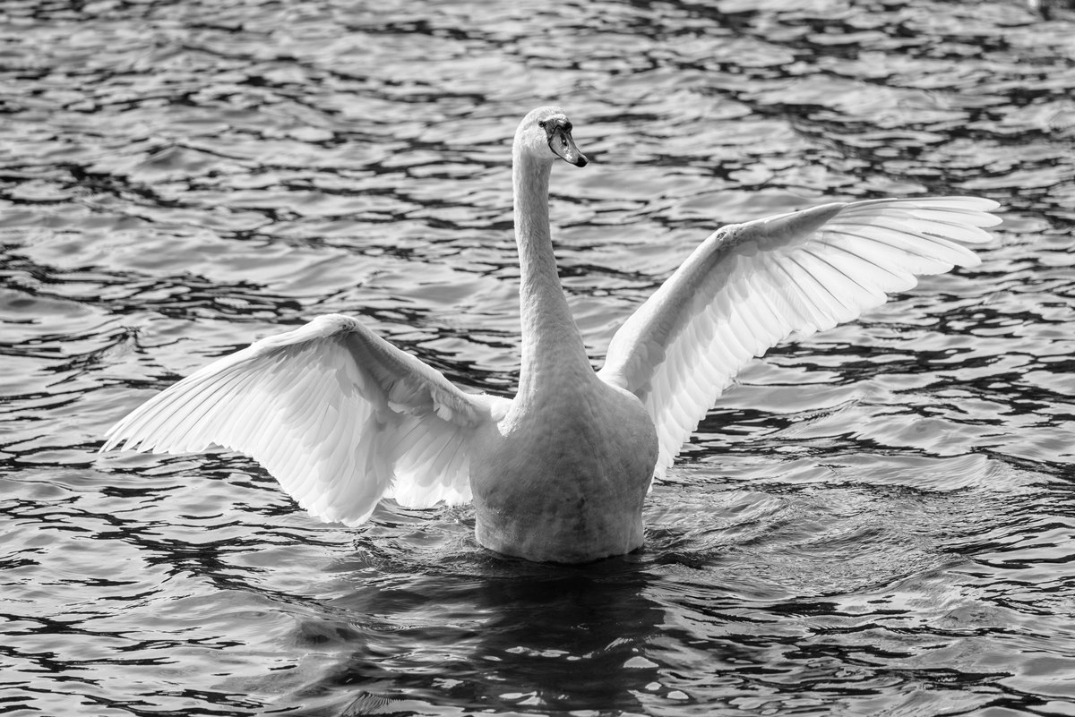 Swan