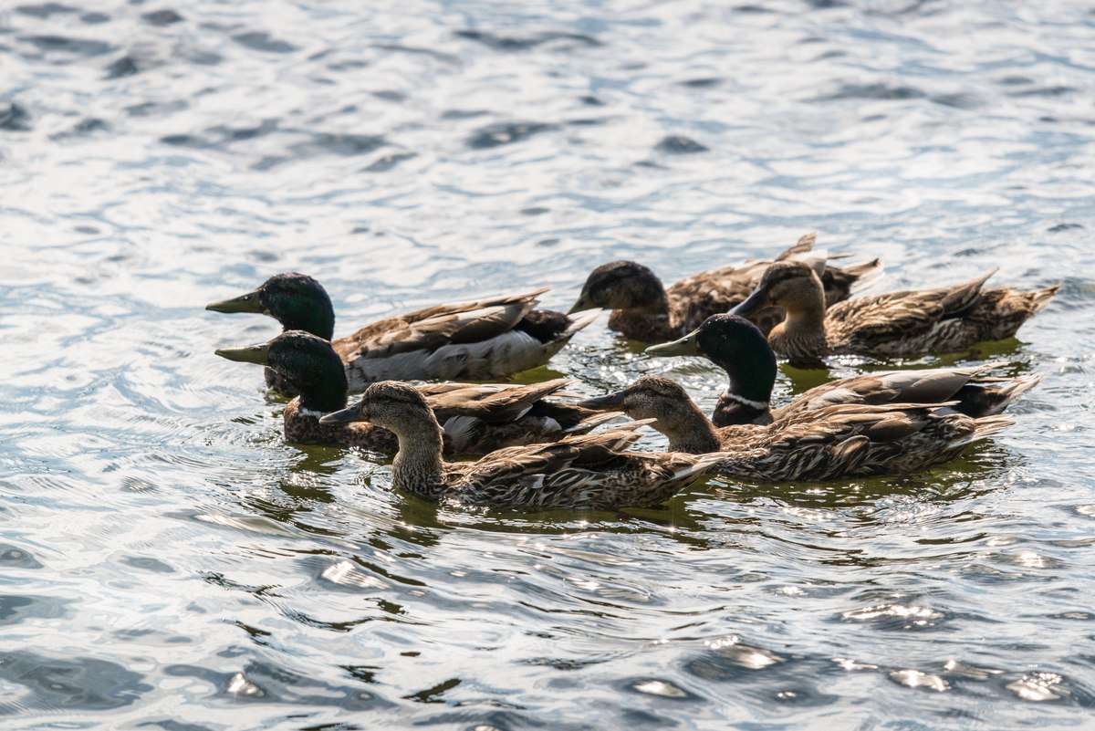 Ducks swimming