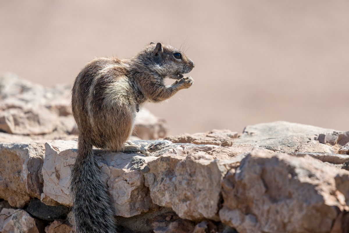 Squirrel in Fuerteventura