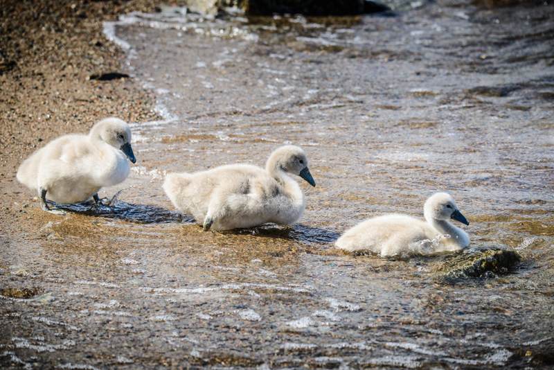 Three swanlings